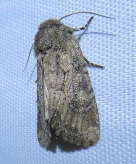 Réf. 240 621 : Luperina testacea